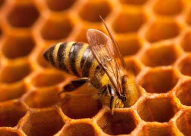 Шеринг пчёл и майнинг мёда: как устроена и на чём зарабатывает «облачная» пасека